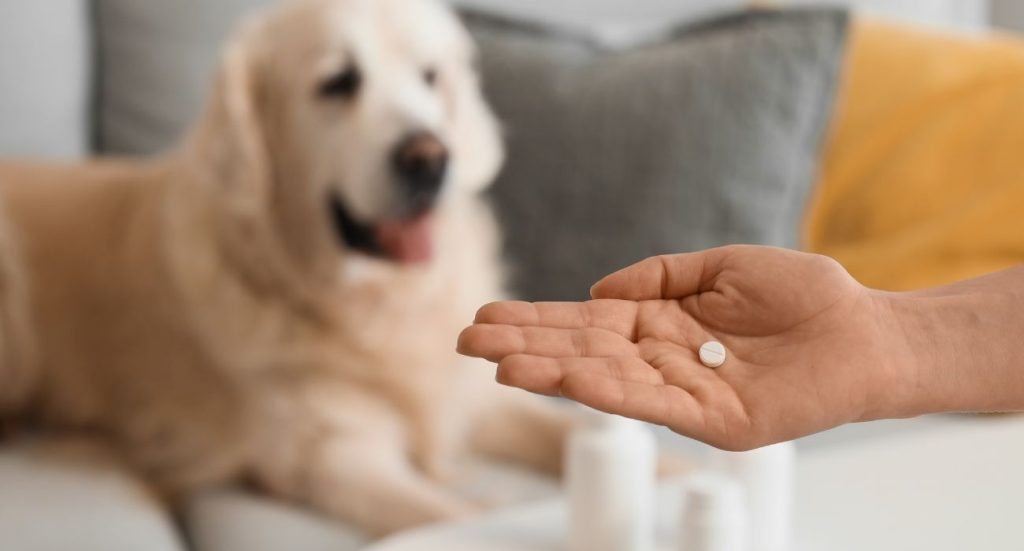 Pastilla diaria a mascotas alargaría su vida. Foto: Canva.