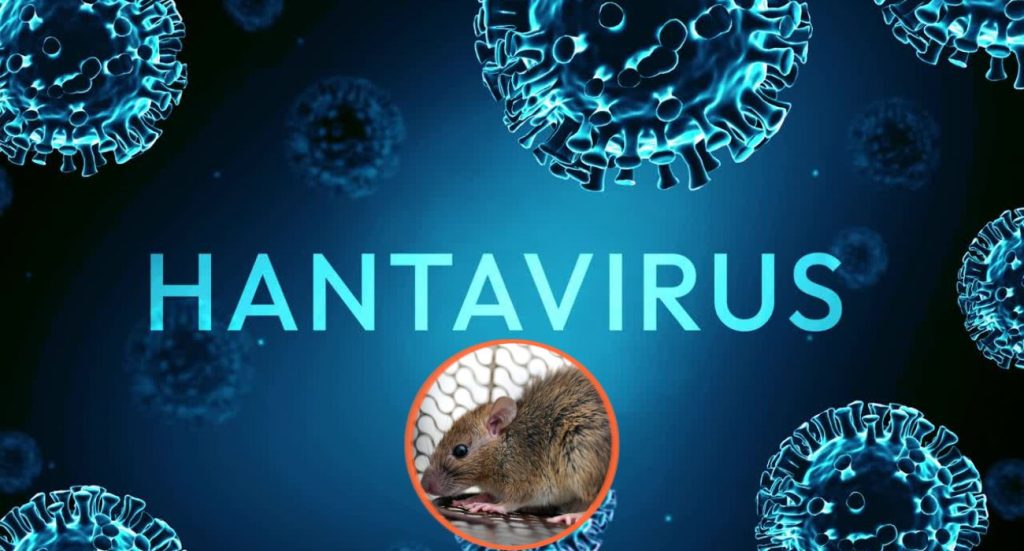 Hantavirus, el brote que tiene con temor a la humanidad y en alerta máxima a la OMS. Foto: Código Salud.