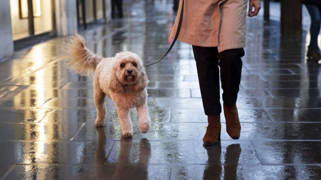 Humedad y lluvias: el ambiente ideal para infecciones de piel en perros y gatos, advierten especialistas. Foto: Unidad de Animales de Compañía de MSD Salud Animal en México.