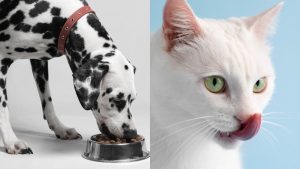 Probióticos: la nueva apuesta por la salud digestiva de perros y gatos. Foto: Gabrica.