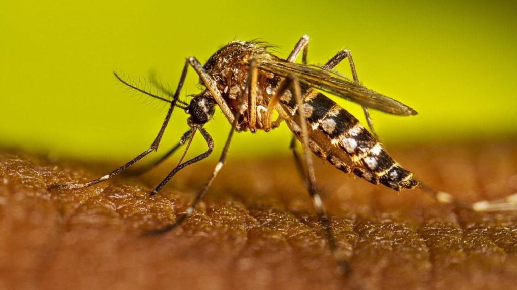 Fenómeno del Niño y dengue: la conexión entre la escasez de agua y la salud que no podemos ignorar. Foto: Haleon.