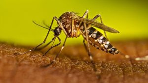 Fenómeno del Niño y dengue: la conexión entre la escasez de agua y la salud que no podemos ignorar. Foto: Haleon.
