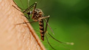 Dengue: qué hacer cuando baja la fiebre. Foto: Haleon.